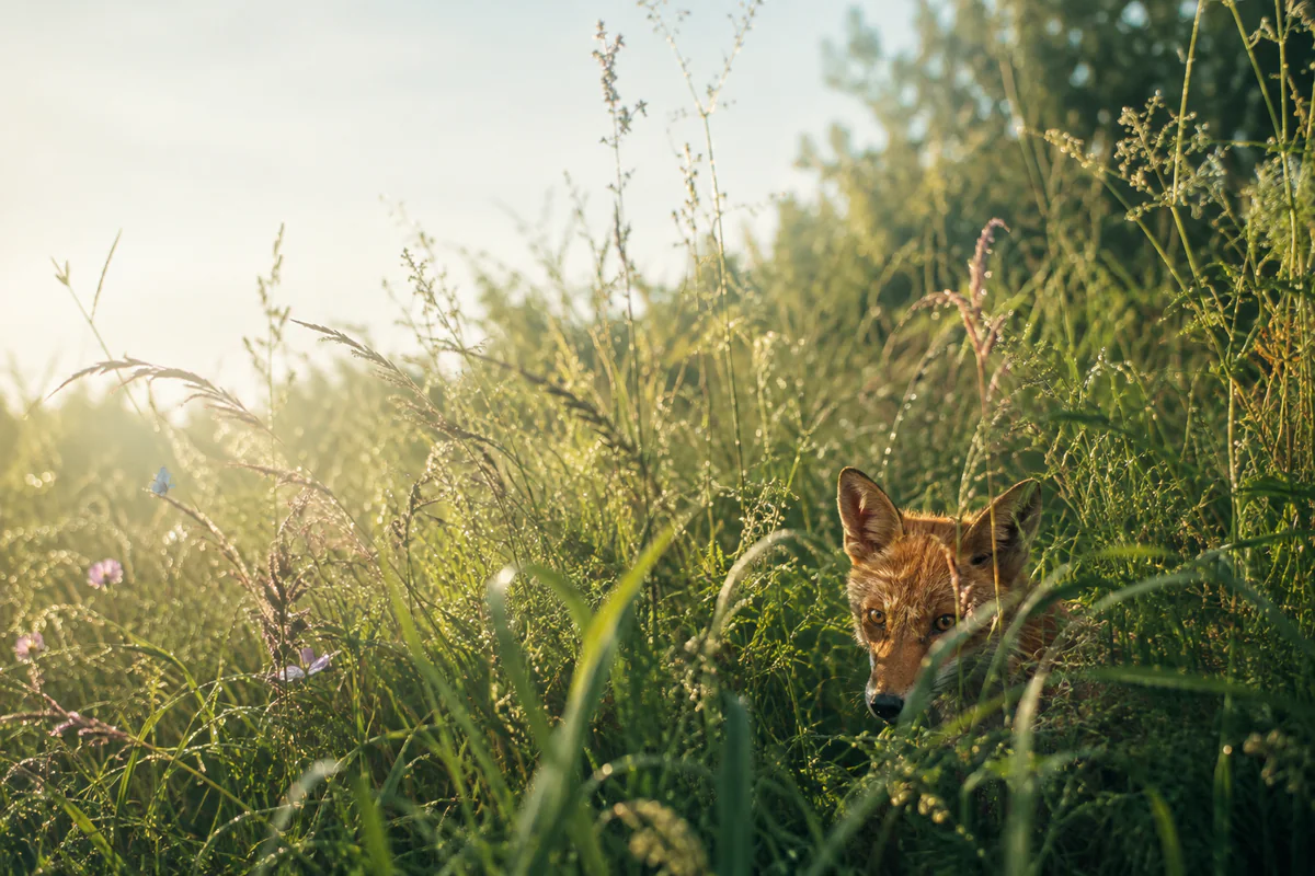A red fox resting in a meadow among tall grasses, wildflowers, and a blue butterfly