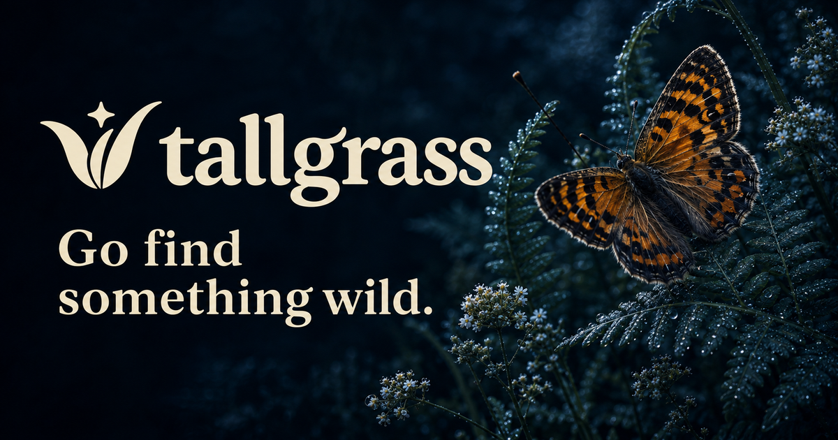 Cream Tallgrass leaf-and-star wordmark beside an orange-and-black butterfly on dew-covered ferns in a dark, moonlit macro scene. Go find something wild.