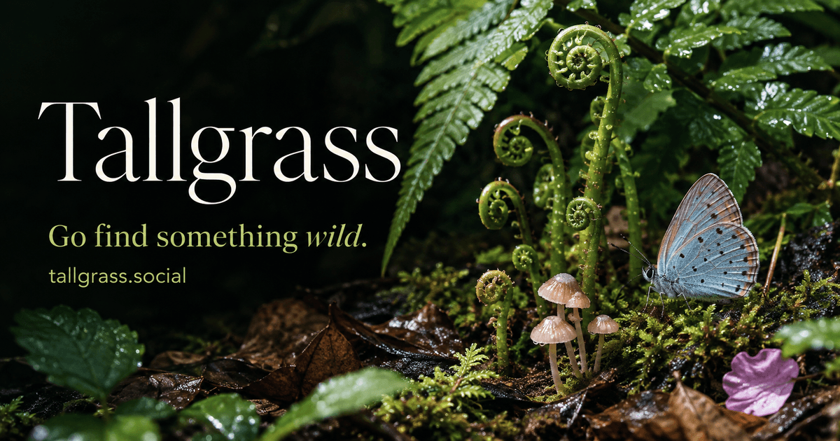 Tallgrass campaign artwork for landscape sharing